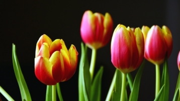 Is de gekte met Bitcoin de nieuwe tulpenmanie? (Deel 4)